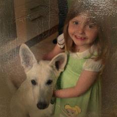 Hvid schæfer Arthur