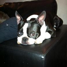 Boston terrier Tim (Arn)