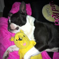 Boston terrier Tim (Arn)