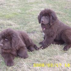 Newfoundlænder Guldbjörnens Hera