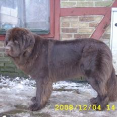 Newfoundlænder Guldbjörnens Hera