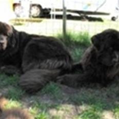 Newfoundlænder Guldbjörnens Hera