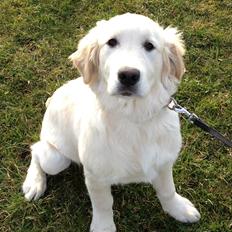 Golden retriever Simba