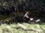 Welsh springer spaniel Flicka † - Taget d. 15-03-12