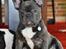 Fransk bulldog Buffy
