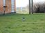 Chihuahua Balou - Min lille chihuahua hvaps - 8 uger.