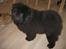 Chow chow Xiva