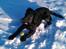 Engelsk springer spaniel Idéfix