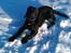 Engelsk springer spaniel Idéfix