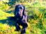 Engelsk springer spaniel Idéfix