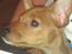 Dvaergpinscher Peanut