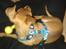 Dvaergpinscher Peanut
