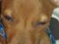 Dvaergpinscher Peanut