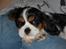 Cavalier king charles spaniel Bella Saphira Kokhus