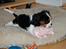 Cavalier king charles spaniel Bella Saphira Kokhus