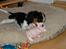 Cavalier king charles spaniel Bella Saphira Kokhus