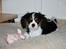Cavalier king charles spaniel Bella Saphira Kokhus