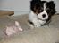 Cavalier king charles spaniel Bella Saphira Kokhus