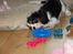 Cavalier king charles spaniel Bella Saphira Kokhus