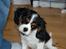 Cavalier king charles spaniel Bella Saphira Kokhus