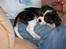 Cavalier king charles spaniel Bella Saphira Kokhus