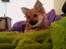 Blanding af racer Chihuahua/Pomeranian - Paco - Paco hygger i sofaen (o:
