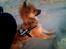 Blanding af racer Chihuahua/Pomeranian - Paco - Hva' var det?... :o)