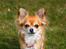 Chihuahua Tilde's Gurli ~Chica~ - Marts 2012
