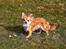 Chihuahua Tilde's Gurli ~Chica~ - Marts 2012