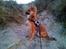Blanding af racer Chihuahua/Pomeranian - Paco - Lille'trolden <3