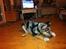 Blanding af racer Gizmo