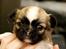 Chihuahua ChiBoel´s Fab Four Paul