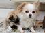 Chihuahua ChiBoel´s Fab Four Paul