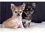 Chihuahua Phoebe - Phoebe og hendes bror
