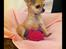 Chihuahua Phoebe - Phoebe og mus