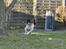 Engelsk springer spaniel Hannibal<3