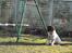 Engelsk springer spaniel Hannibal<3