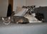 Engelsk springer spaniel Hannibal<3 - Hannibal & min kat Julle<3