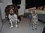 Engelsk springer spaniel Hannibal<3 - Hannibal & Julle<3