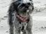 Blanding af racer Bianca R.I.P 4. februar 2014