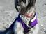 Blanding af racer Bianca R.I.P 4. februar 2014