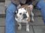 Engelsk bulldog Trunte R.i.p D25/5-2015