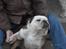 Engelsk bulldog Trunte R.i.p D25/5-2015 - så bliver der hygget