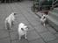 Engelsk bulldog Trunte R.i.p D25/5-2015 - Her er så alle mine bulldog's