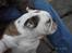 Engelsk bulldog Trunte R.i.p D25/5-2015