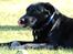 Labrador retriever Newton <3 - Newton hygger i haven 25-03-2012 :-)
