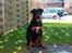 Blanding af racer Tyson (Rottweiler/Berner sennen) - Så er han ude i haven :)