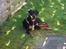 Blanding af racer Tyson (Rottweiler/Berner sennen) - og igen ;)