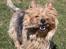 Australsk terrier Luka Min engel - Wuuuu, en pind 
Marts 2012