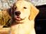 Golden retriever Leongolden a little bit of Heaven - Så er lille fisen blevet 7 måneder gammel

24-03-12